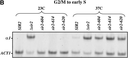 Figure 3.—