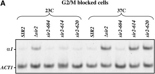 Figure 3.—