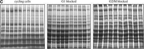 Figure 1.—