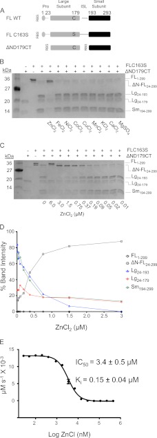 FIGURE 1.