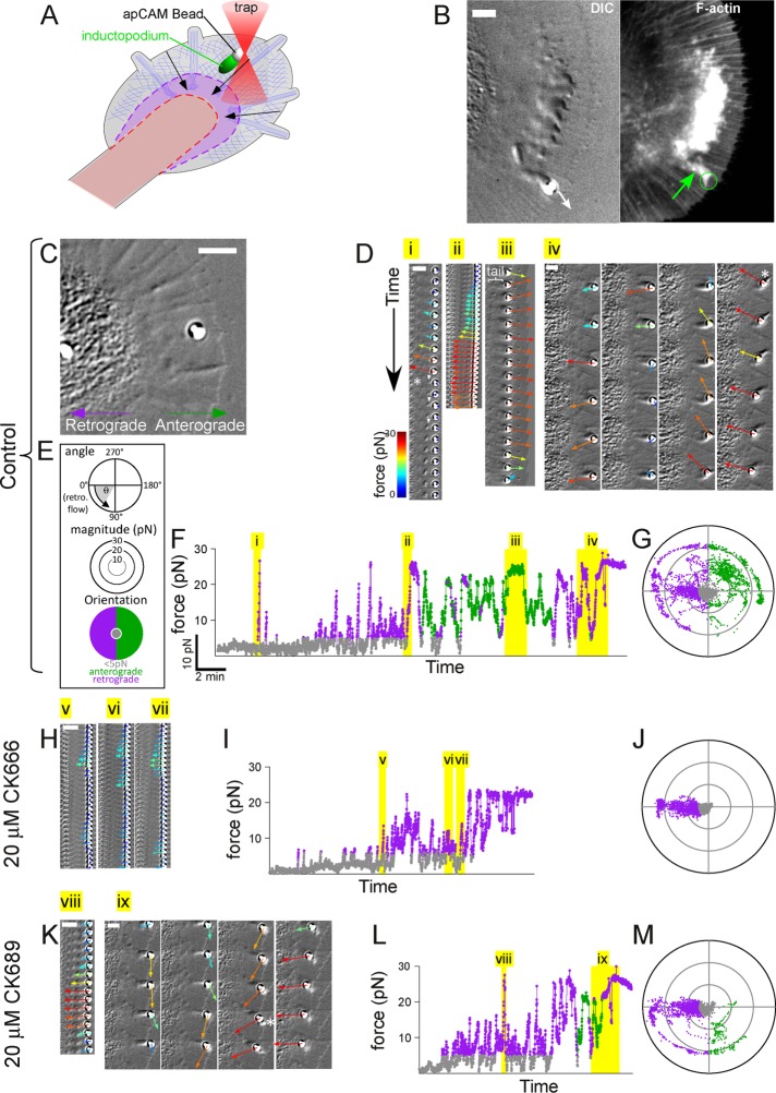 FIGURE 2: