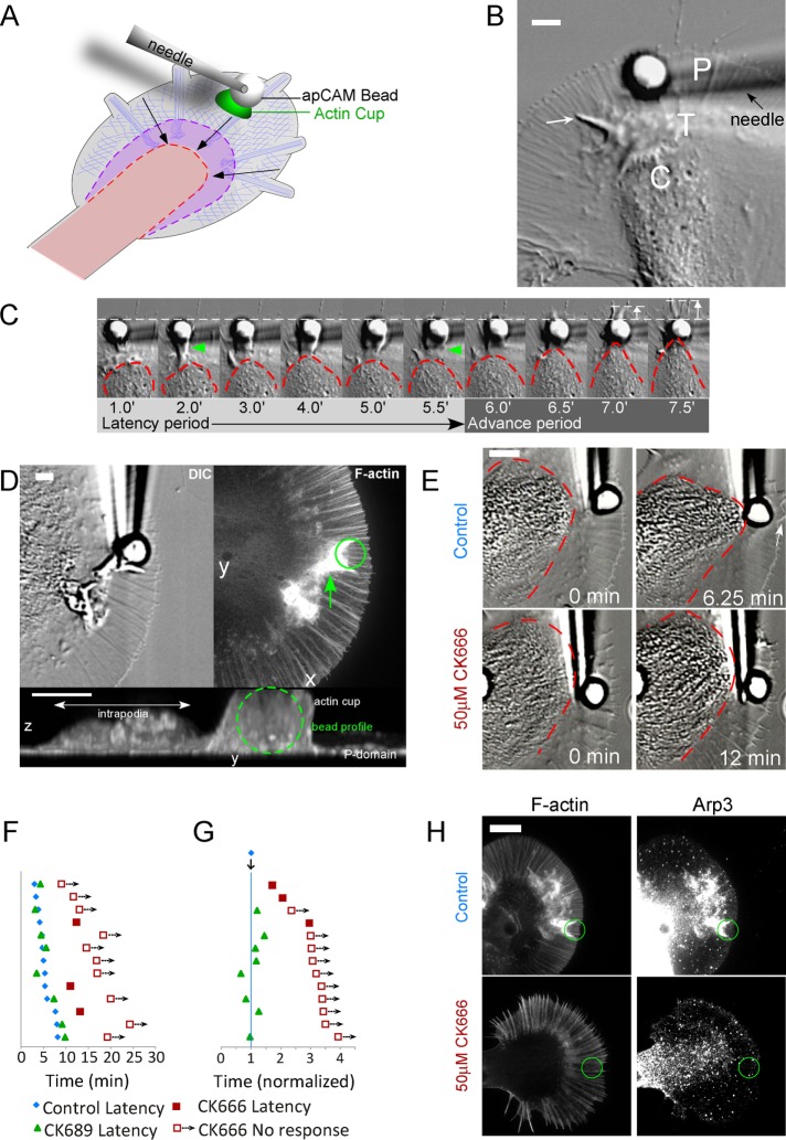 FIGURE 3: