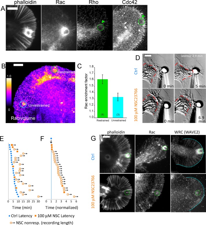 FIGURE 4: