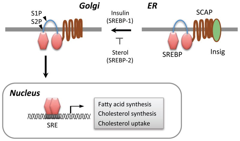 Transcriptional control of hepatic lipid metabolism by SREBP and ChREBP ...