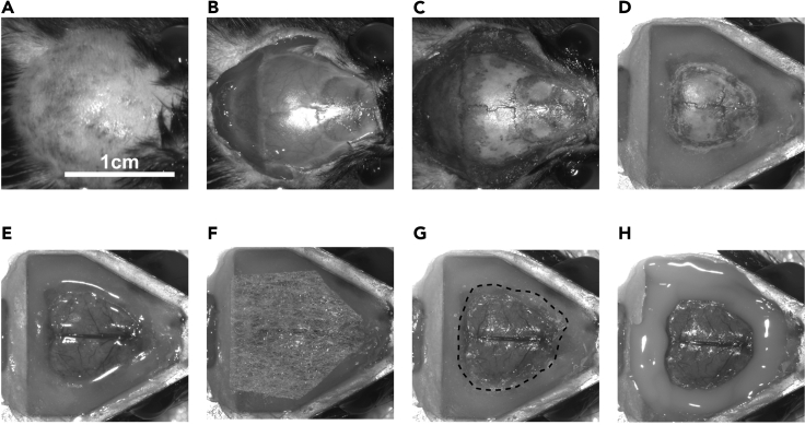 Figure 3