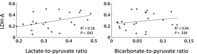 Relationship between lactate dehydrogenase A (LDH-A) expression and labeling of lactate and pyruvate following injection of hyperpolarized [1-13C]pyruvate. Scatterplots show the relationship between LDH-A expression and the lactate-to-pyruvate and bicarbonate-to-pyruvate ratios. Each point represents a tissue sample. The R2 values, representing the goodness of fit, and P values for each regression are shown.