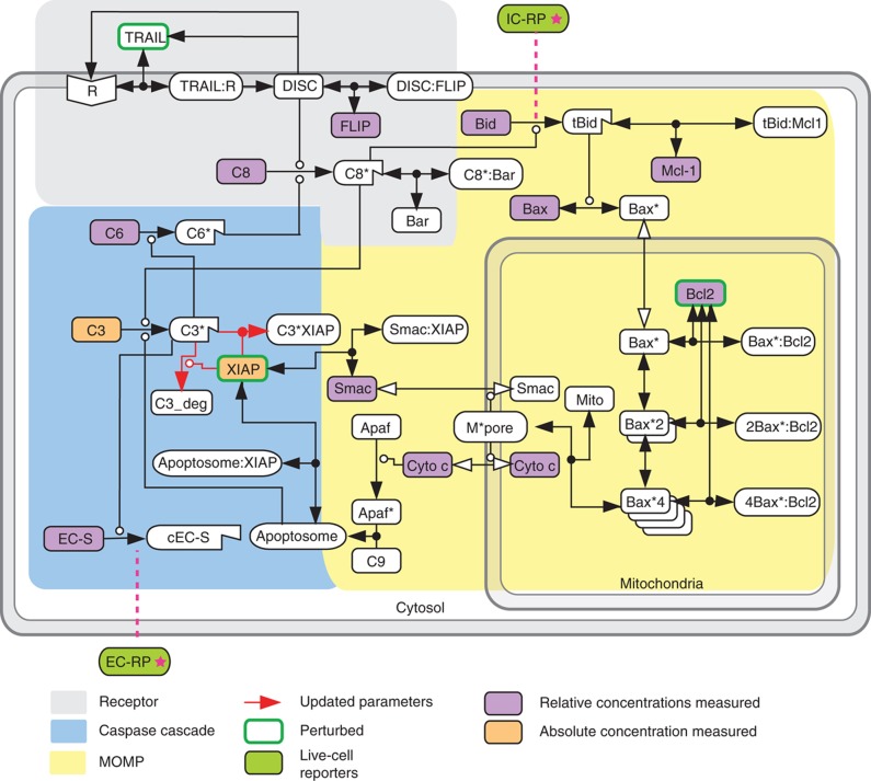 Modeling receptor-mediated apoptosis.