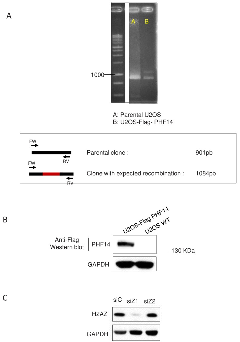 Figure 6—figure supplement 1.