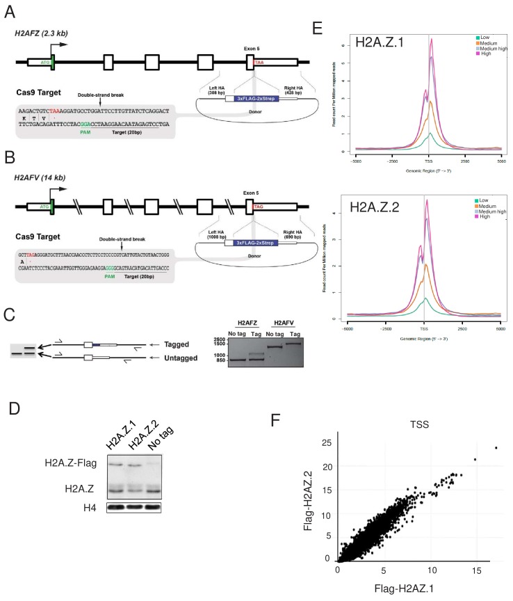 Figure 5—figure supplement 1.