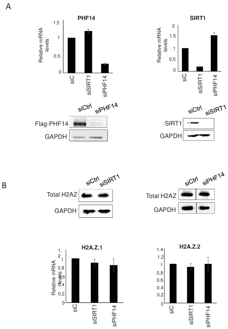 Figure 6—figure supplement 3.