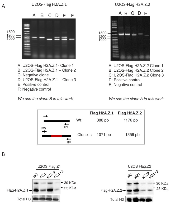 Figure 1—figure supplement 1.