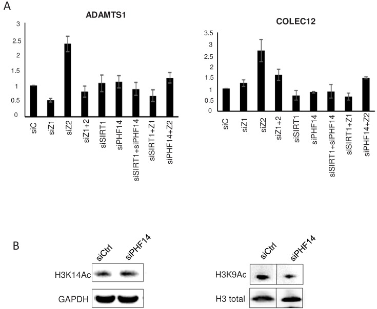 Figure 7—figure supplement 1.