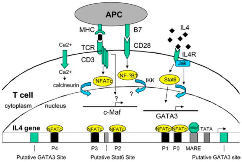 FIGURE 2