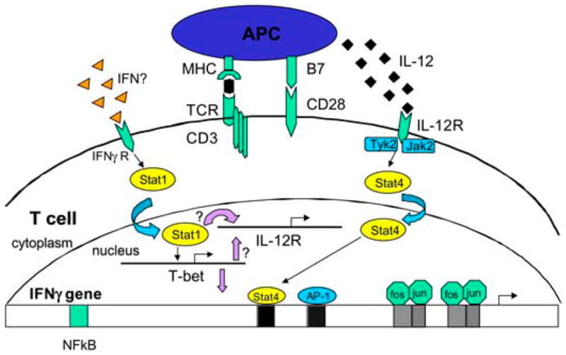 FIGURE 1