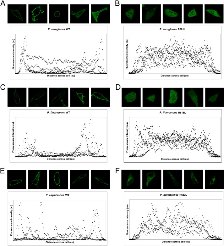 FIGURE 4.