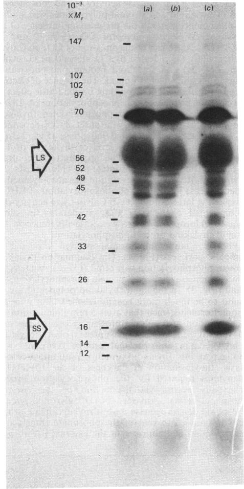 graphic file with name biochemj00294-0096-a.jpg