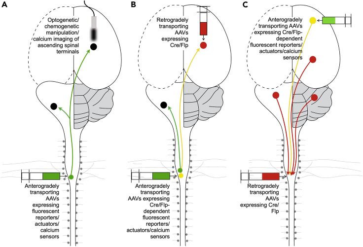 Figure 1