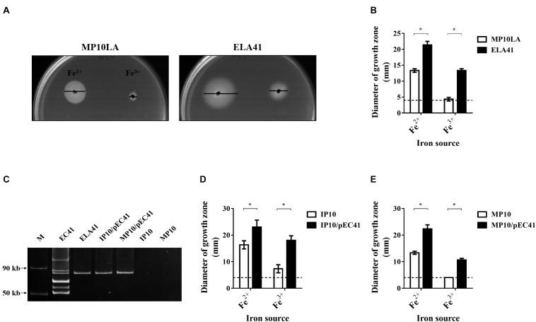 FIGURE 1