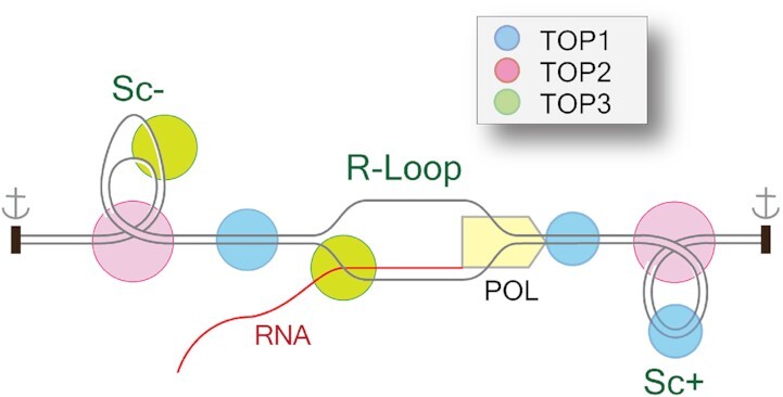 Graphical Abstract