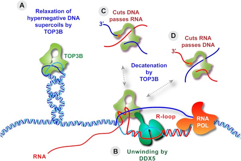 Figure 5.