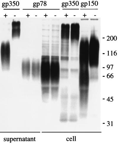 FIG. 6