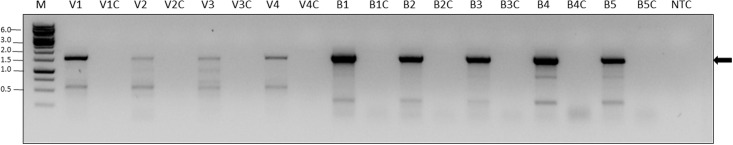 FIGURE 3