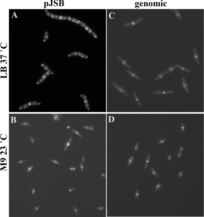 FIG 5