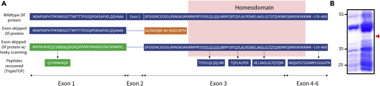 Figure 6