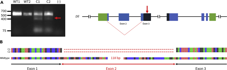 Figure 5