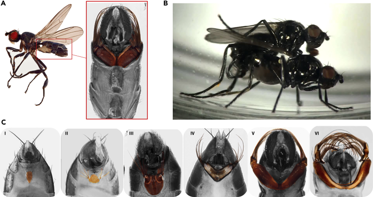 Figure 1