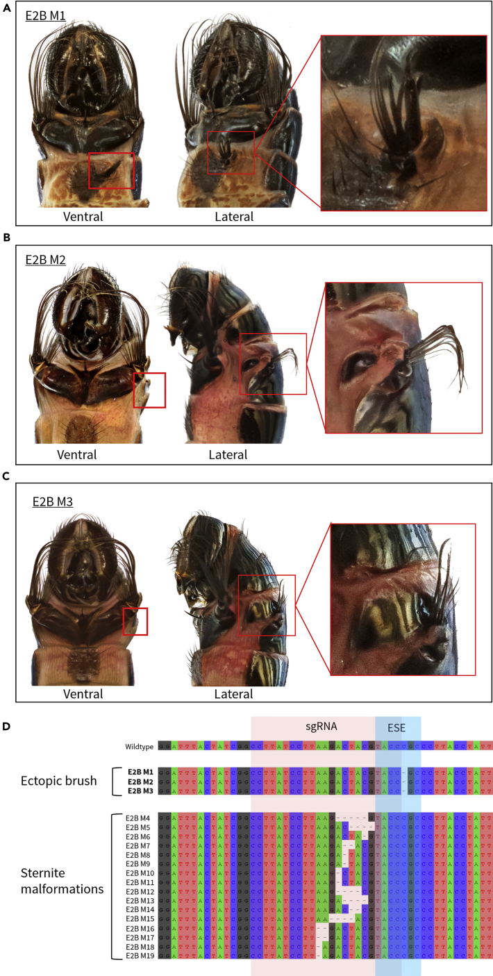 Figure 4