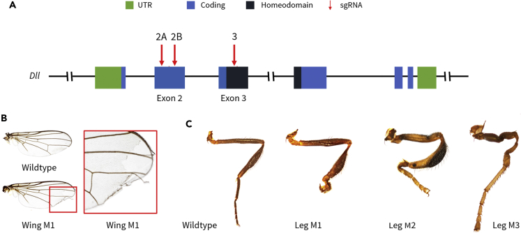 Figure 2