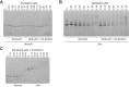 Figure 3—figure supplement 1.
