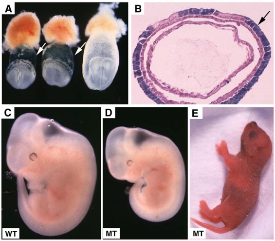 Fig 5