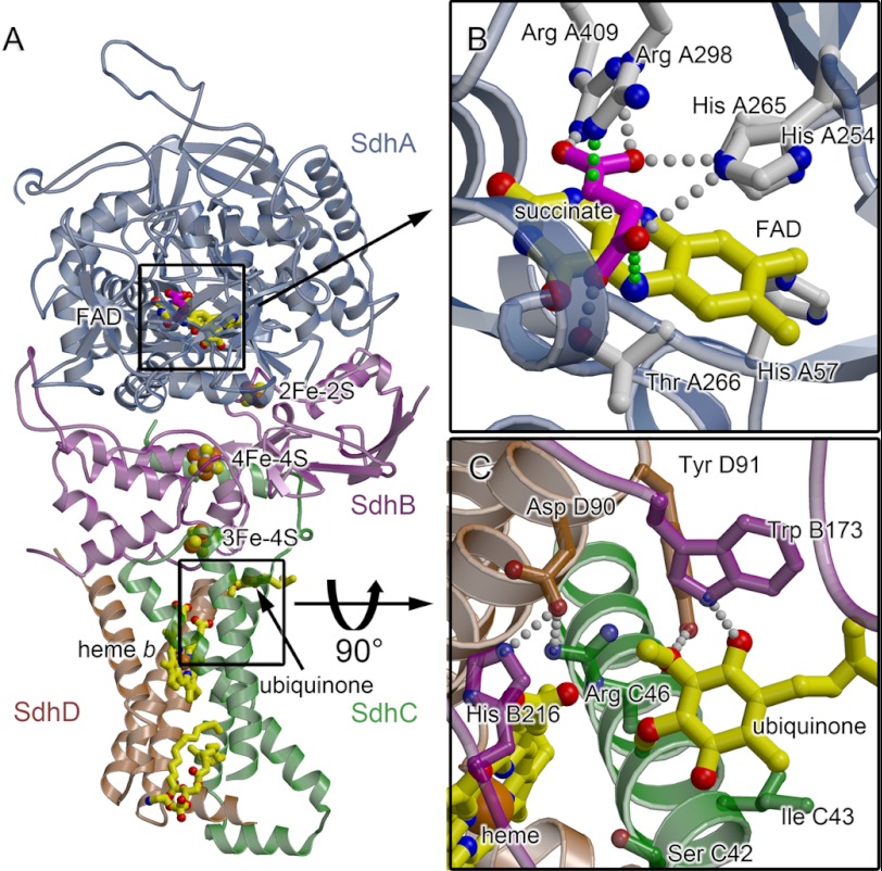 FIGURE 1.