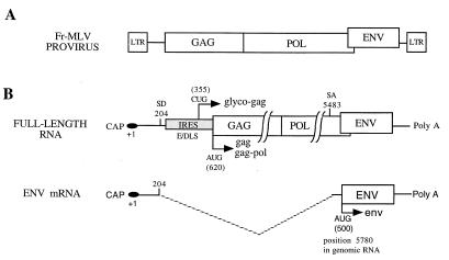 FIG. 1