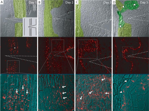 Figure 3.