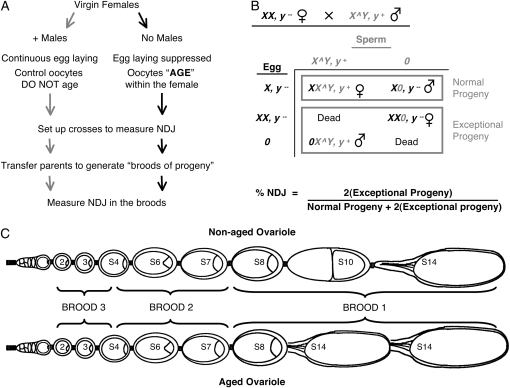 Figure 2.—