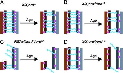 Figure 7.—