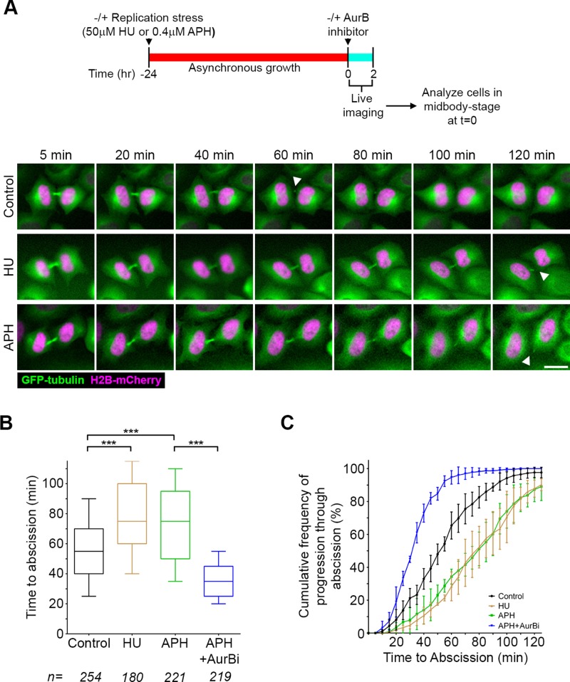 FIGURE 3: