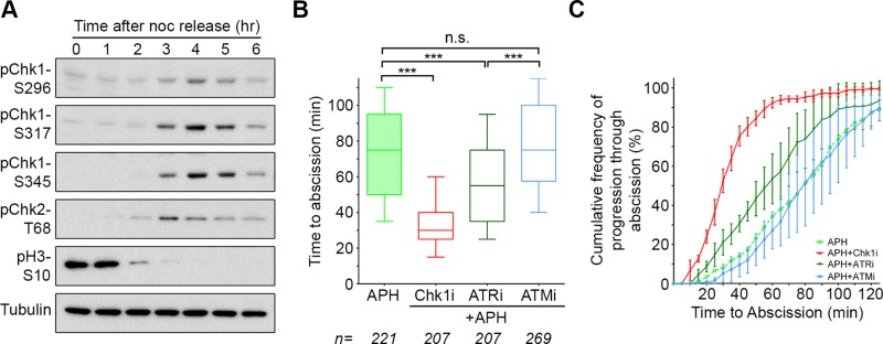 FIGURE 4: