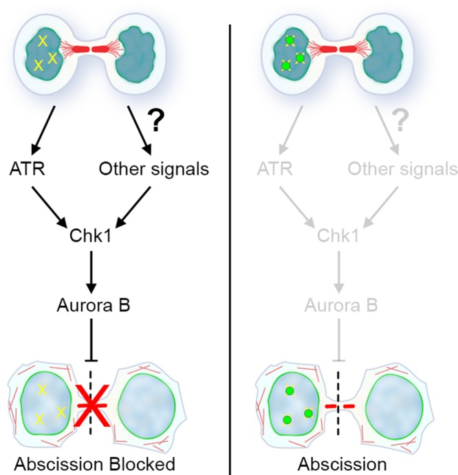 FIGURE 6: