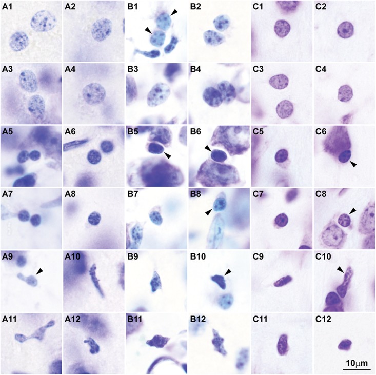 FIGURE 3