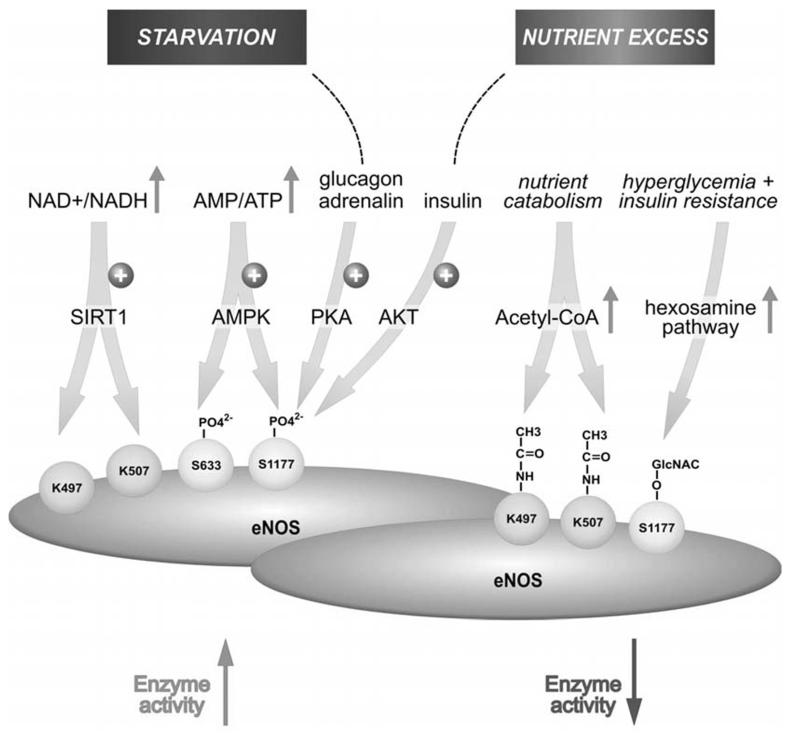 Fig. (5)