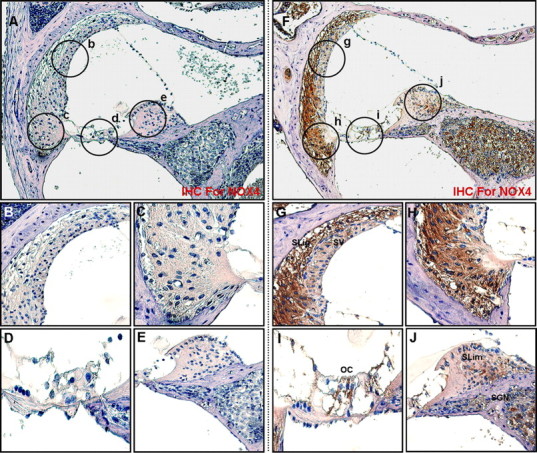 Figure 13.