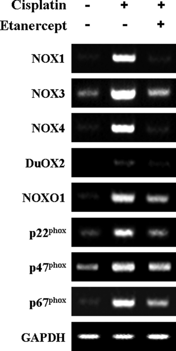 Figure 11.