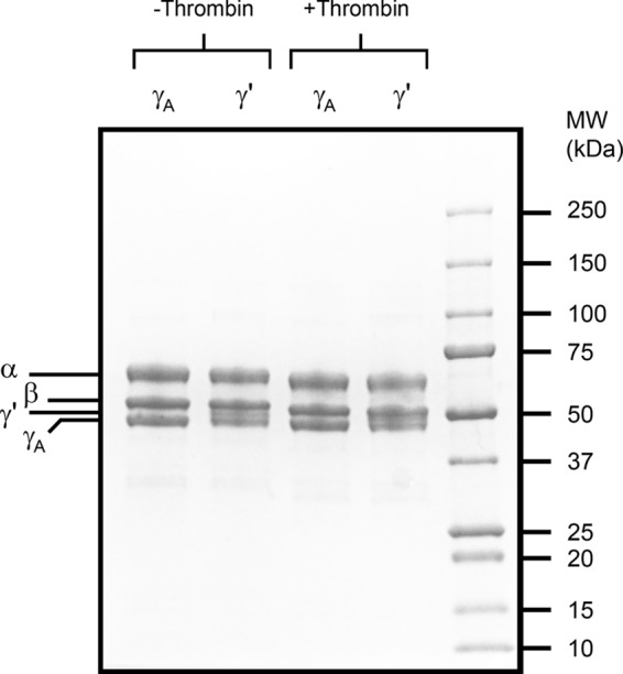 FIGURE 1.