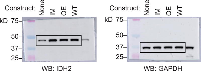 Extended Data Figure 6