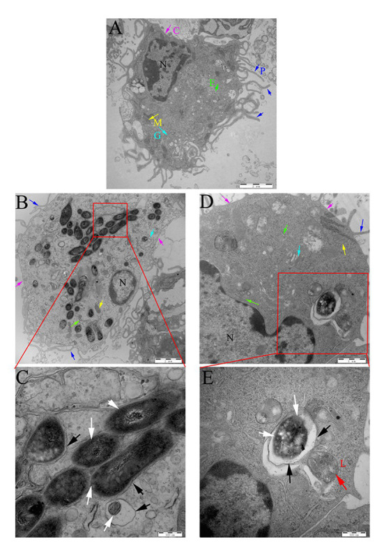 Figure 9