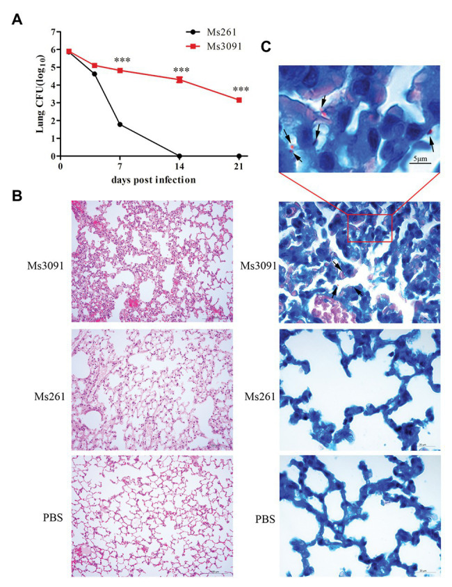 Figure 11